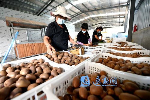 獼猴桃鋪就致富路