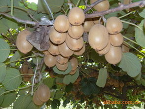 大量供應優質獼猴桃苗，品種齊全，基地直銷指導價