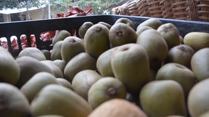 開陽縣龍水鄉(xiāng) 金果飄香迎豐收，獼猴桃采摘正當時