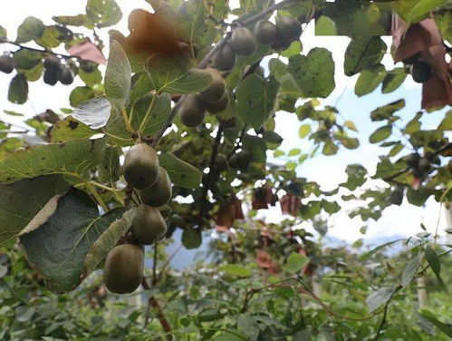 德威鎮海子村 200畝獼猴桃挑大梁，甜蜜產業富鄉村