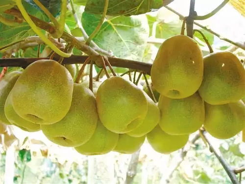 黑山北門4萬斤獼猴桃待售，呼吁社會力量助果農渡難關